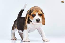 Image Result For Beagles Beagle Dog Breed Beagle Dog Dog Breeds