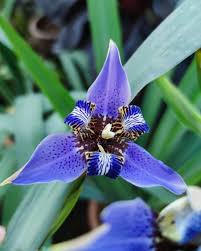 Image result for Neomarica northiana