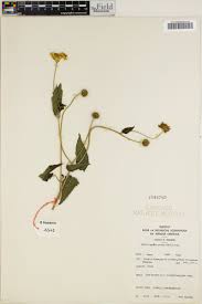 Image result for Aspilia africana