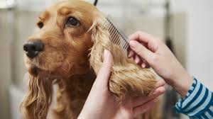 We did not find results for: How To Get Rid Of Fleas 6 Tips