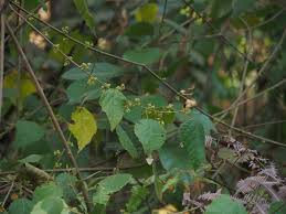 Image result for Grewia trichocarpa