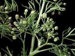 Image result for Apium leptophyllum
