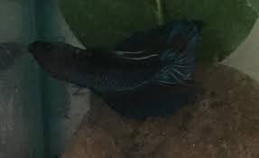 Betta Fish Sinking My Aquarium Club