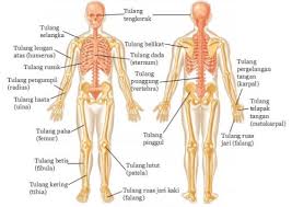 Tulang Tulang Penyusun Rangka Manusia Info Pendidikan Dan Biologi Manusia Sistem Tubuh Manusia Tubuh Manusia