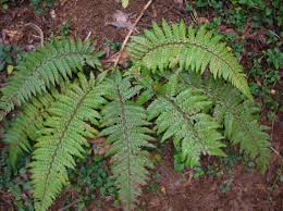 Image result for Polystichum