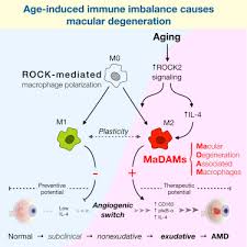1 a ventral view of the human brain showing the early visual pathway. Rock Isoform Specific Polarization Of Macrophages Associated With Age Related Macular Degeneration Sciencedirect