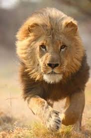 Image result for roar lion of judah robert gay lyrics