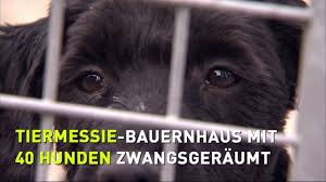 Am sonntag wählen die hessen, und es wird wohl volker bouffier: Hessenschau 40 Hunde Aus Tiermessie Haus Gerettet