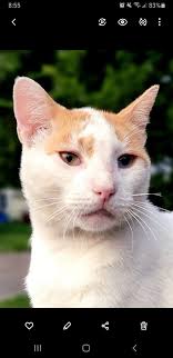 Lost Cat in Fannin County, Texas,