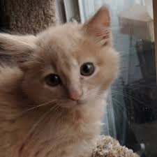 A complete neurological evaluation must be conducted at a vet's office. Tippy And Crash Broken Promises Rescue