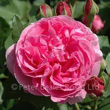 Department of agriculture hardiness zones 5 through 10. Louise Odier Shrub Rose Peter Beales Roses The World Leaders In Shrub Climbing Rambling And Standard Classic Roses