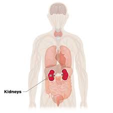 The kidneys also make hormones that are. How Covid 19 Can Affect Most Major Organs Not Just The Lungs
