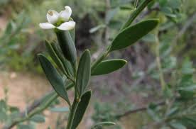 Image result for Montinia