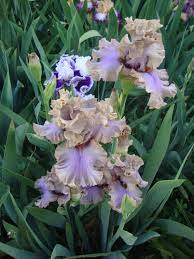 Pin On Iris