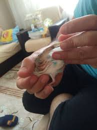 Muhabbet Kusu Tuy Sorunu Kafeskuslari Com Muhabbet Kusu Sultan Papagani Ispinoz Kanarya Forumu