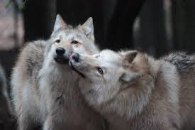 Farkasok Http Szotar Sztaki Hu Search Searchword Dog 20does 20not 20eat 20dog Fromlang Eng Tolang Hun Outlanguage Hun