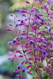 Pin On Garden Flower