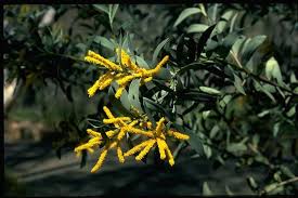 Image result for Pycnostachys reticulata