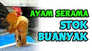 Check spelling or type a new query. Rumah Hewan à¤¨ à¤ª à¤² Vlip Lv