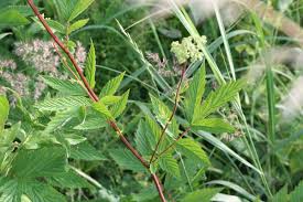 Madesuss Filipendula Ulmaria Krauter Pflanzen Krauterpflanzen Heilpflanzen