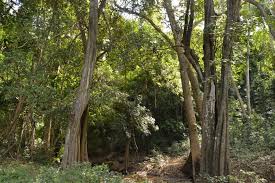 Check spelling or type a new query. Botany Campus Da Unilurio Pemba
