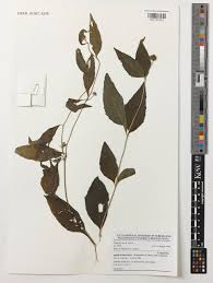 Image result for Aspilia helianthoides