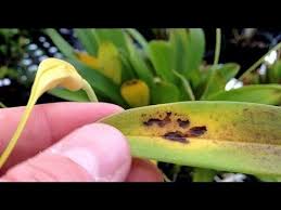 Pin On Orchids