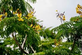 Image result for Peltophorum pterocarpum