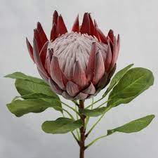 Superior Quality Artificial King Protea Flower Large Amp Very Realistic Flocked Flower Head With An Imita Australian Native Flowers Protea Flower Protea Art