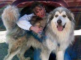 Find great pyrenees puppies and breeders in your area and helpful great pyrenees information. Alaskan Malamute Great Pyrenees Husky Mix Pets Lovers