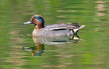 Maybe you would like to learn more about one of these? Teal Wikipedia