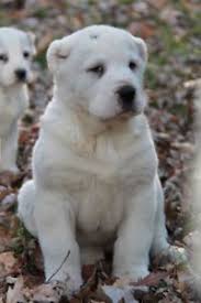 Central Asian Shepherd Puppies Alabai Dogs Registered Alabai Dog Dogs Dog Breeds
