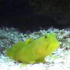 Check spelling or type a new query. Yellow Watchman Goby For Sale Buy Yellow Watchman Goby For Sale Online