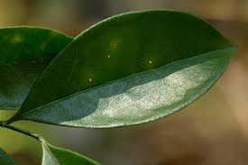 Image result for Suregada