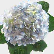 Wholesale flowers and supplies coupon. Wholesale Flowers Bulk Flowers Online Blooms By The Box