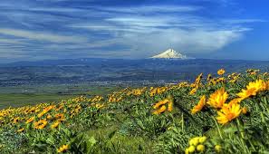 Check spelling or type a new query. Royalty Free Photo Yellow Sunflower Field Pickpik