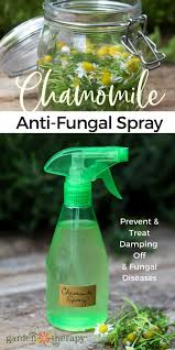 Chamomile Fungicide For Plants How To Treat Damping Off Fungicide Organic Fungicide Chamomile Plant