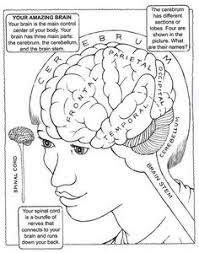 8 Ide Human Brain Coloring Pages Biologi Lukisan Kaktus Manusia