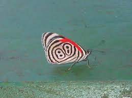Diaethria Anna Wikipedia La Enciclopedia Libre