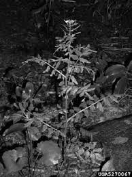 The WOODland Steward