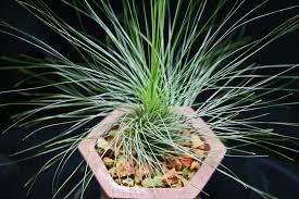 Image result for Tridactyle filifolia