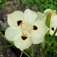Image result for Scolopia mundii