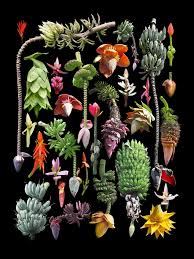 Image result for Musaceae