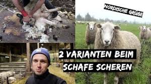 Wann ist eigentlich der beste zeitpunkt um schafe zu scheren und wie oft im jahr sollte man es machen?? Schafe Scheren In 2 Varianten Bocke Kommen Aus Der Herde Deichvlog 16 Youtube