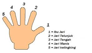 Translations of the phrase jari kelingking from indonesian to english and examples of the use of jari kelingking in a sentence with their translations: Jari Telunjuk