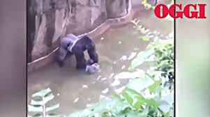 Trova immagini stock hd a tema un bambino gorilla e milioni di altre foto, illustrazioni e contenuti vettoriali stock royalty free nella vasta raccolta di shutterstock. Il Bambino Cade Nella Gabbia Del Gorilla E L Animale Viene Abbattuto Non E La Prima Volta Ed E Polemica Guarda Il Video Video