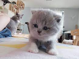 Aloize Lovecats Catsandcolours Catloverclubs Britishshorthair Fluffy Roomie Bestoftheday Bestmommy Crazycatlady Petlover Craftlover Petstagram Leuv