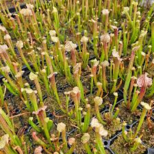 Image result for Hermannia seineri