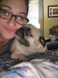 Slow feeder bowls for pugs with shallow depth