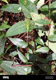 Image result for Panicum brevifolium